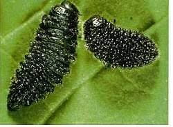 Larval stage of red turnip beetle