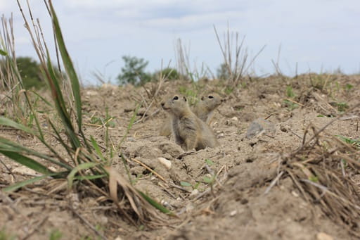 Two Richardsons ground squirrels peaking out from hole in dry field