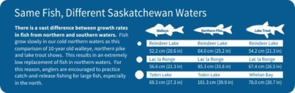 Same fish different waters