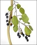 Saskatoon Berry