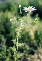 Scentless chamomile