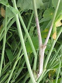 Sclerotinia stem rot symptoms on canola