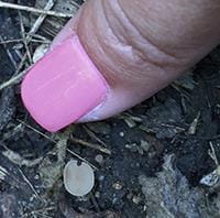 Sclerotinia sclerotiorum apothecia