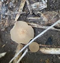 Sclerotinia sclerotiorum apothecia