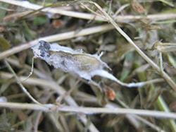 White mould symptoms on lentils