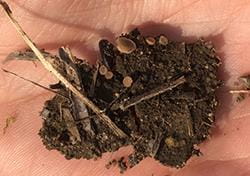 Sclerotinia sclerotiorum apothecia