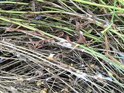 Sclerotinia stem rot symptoms on flax
