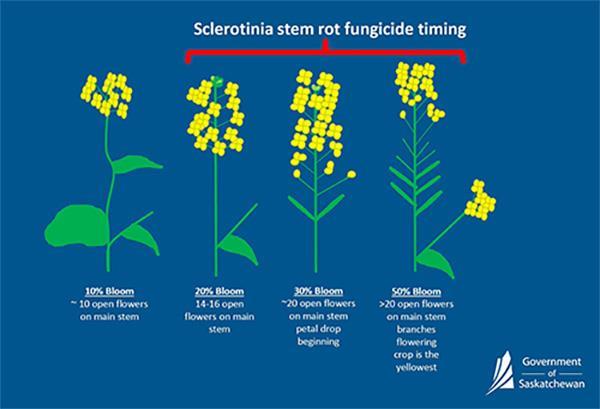 Sclerotinia stem rot infographic