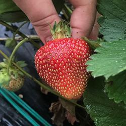 Seascape day-neutral strawberry