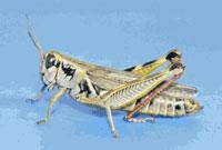 Short horned grasshopper