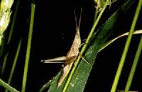 Slant-faced grasshopper