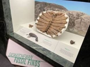A display of a fossil. 