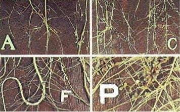 Active Nodules on roots of Alfalfa, Red Clover, Faba bean and Pea