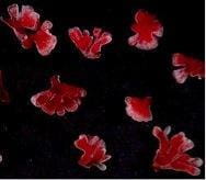 Interior of Effective Alfalfa Nodules