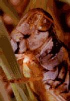 /spur-throated grasshopper