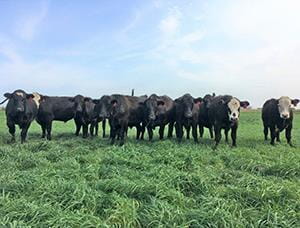 Steers grazing fall rye