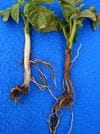 potato stem lesions