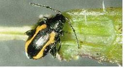 Striped flea beetle