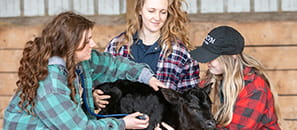 Three female veterinary students all wearing plaid shirts, in a barn, working with a calf. 