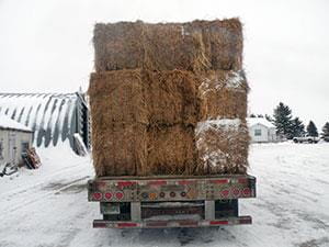 Trailer loaded with bales