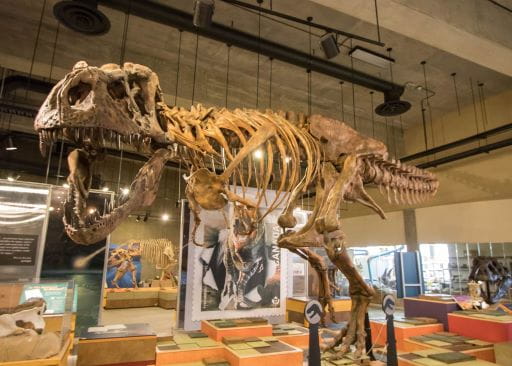 Image of Scotty the World's largest T.rex. The Scotty display is a major attraction for the T.Rex Discovery Centre in Eastend.