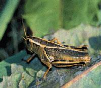 Two-striped grasshopper