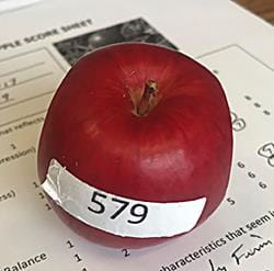 New University of Saskatchewan apple