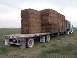 Arranging bales on trailer