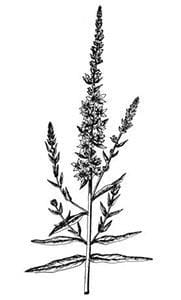 Purple loosestrife