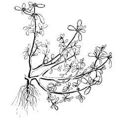 Purslane
