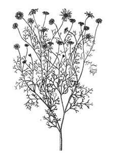 Scentless chamomile