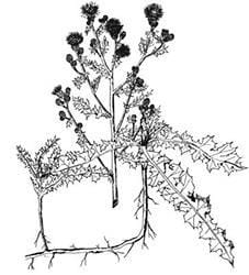 Canada thistle