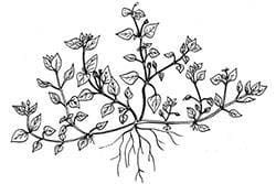 Chickweed