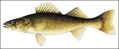 Walleye