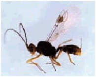 Parasitic wasp of cabbage seedpod weevil adults