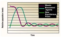 Chart of relative weed and biological control agent population size