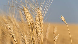 a close up of wheat in a Saskatchewan field