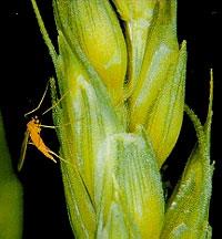 Wheat midge on wheat spikelets