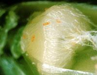 Wheat midge larvae feeding on wheat kernel