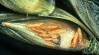 Midge larvae causing kernel damage
