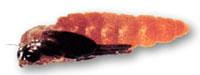 Wheat midge pupae