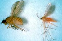  Lauxanid, Camptoprosopella  borealis and wheat midge