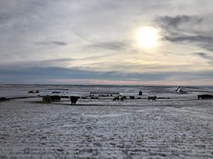 A wide, open prairie landscape blanketed in snow with scattered cattle feeding in the foreground and middle ground. The sky is overcast with streaks of gray clouds, and the sun shines dimly through, casting a soft glow over the scene