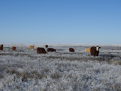 Cattle grazing in a snow-covered field
