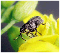 adult cabbage seedpod weevil on canola