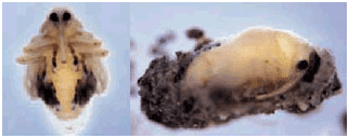 Cabbage seedpod weevil