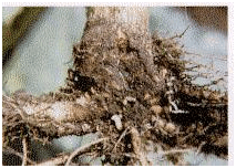 Cabbage seedpod larvae