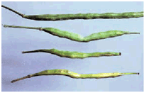 Normal and damaged canola pods