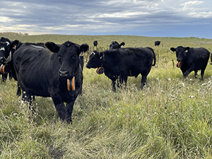 Heifers in a CFGA/DUC virtual fencing demonstration near Kelliher, Saskatchewan
