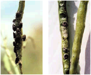 New generation weevil adults